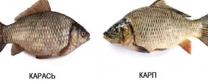 карп карась