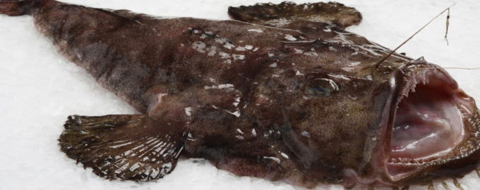 Как приготовить рыбу морской черт