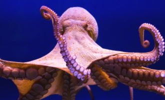 Сколько в среднем стоит осьминог